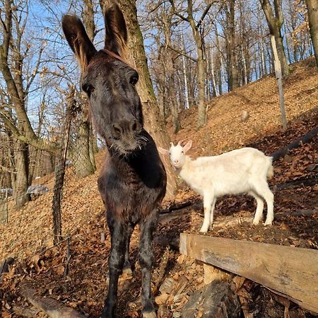 Iduevagamondi - Ospitalita Rurale Famigliare Di Montagna Bed & Breakfast Chiusa di Pesio Eksteriør bilde