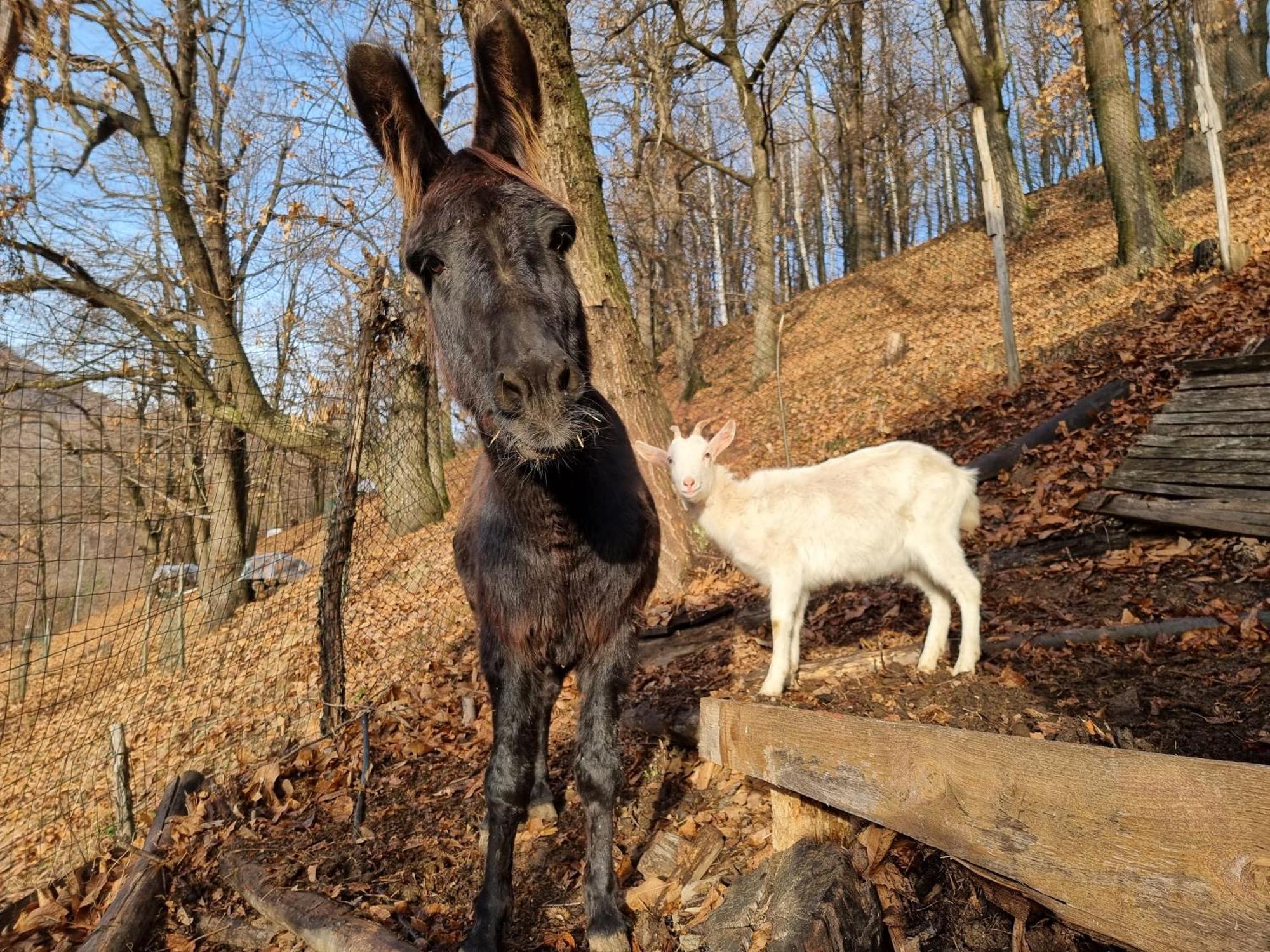 Iduevagamondi - Ospitalita Rurale Famigliare Di Montagna Bed & Breakfast Chiusa di Pesio Eksteriør bilde